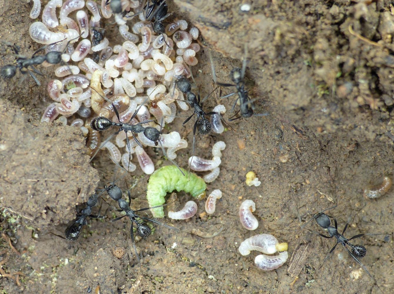 Alimentazione delle larve da parte di Aphaenogaster sp.